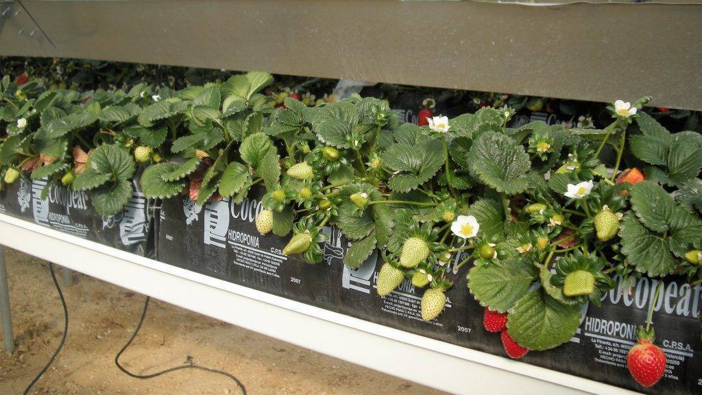 fresa- fibra-coco-Projar